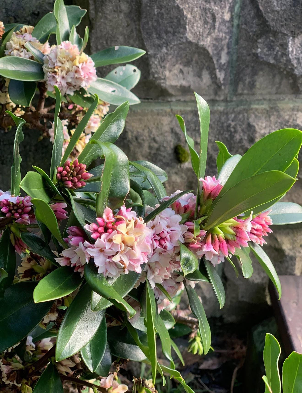 PINK Winter Daphne (Super Fragrant!) - 1 Gallon - Live Established Plants