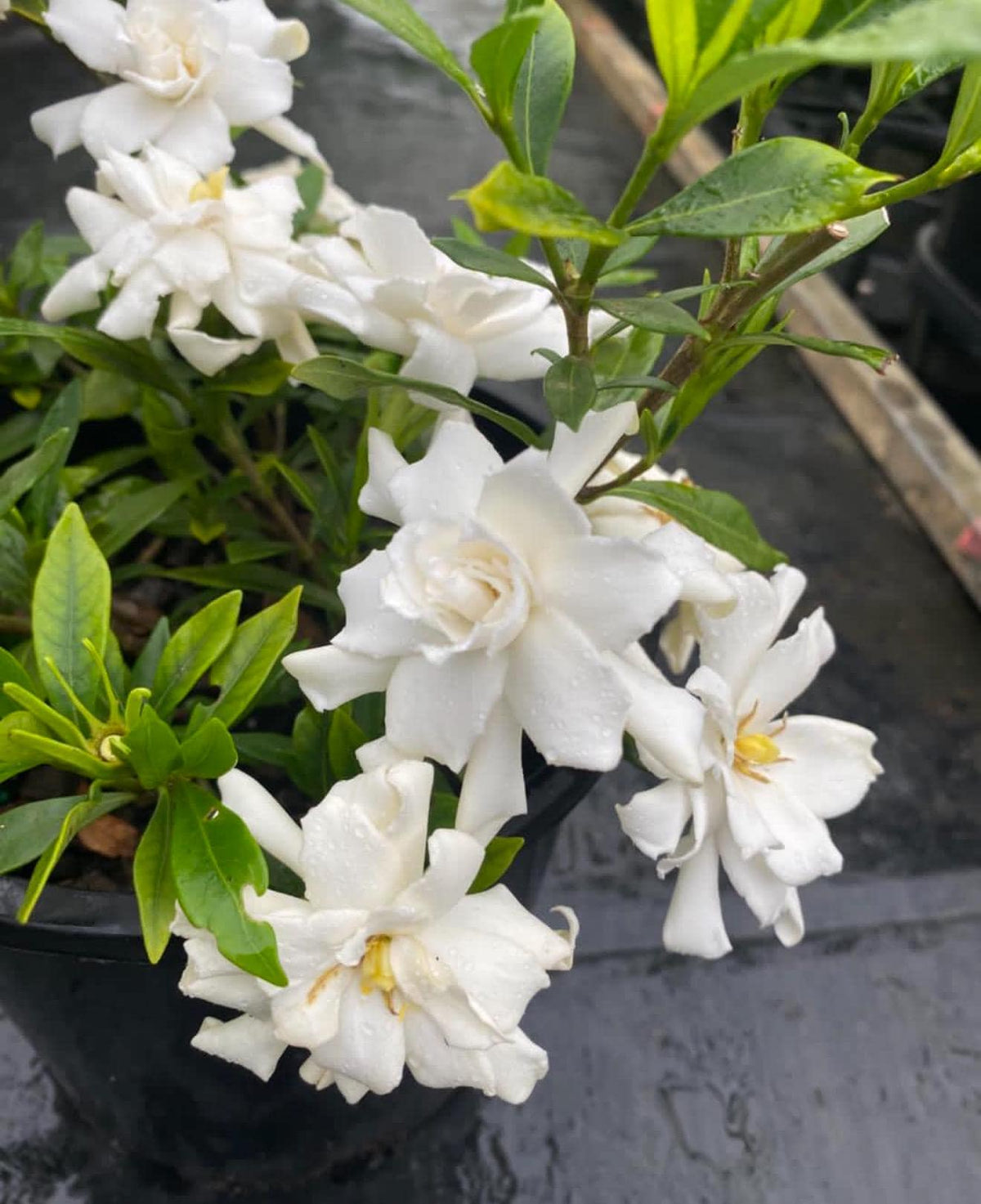 Gardenia ‘Frostproof (Super Fragrant!) - LARGE 1 Gallon Live Plants