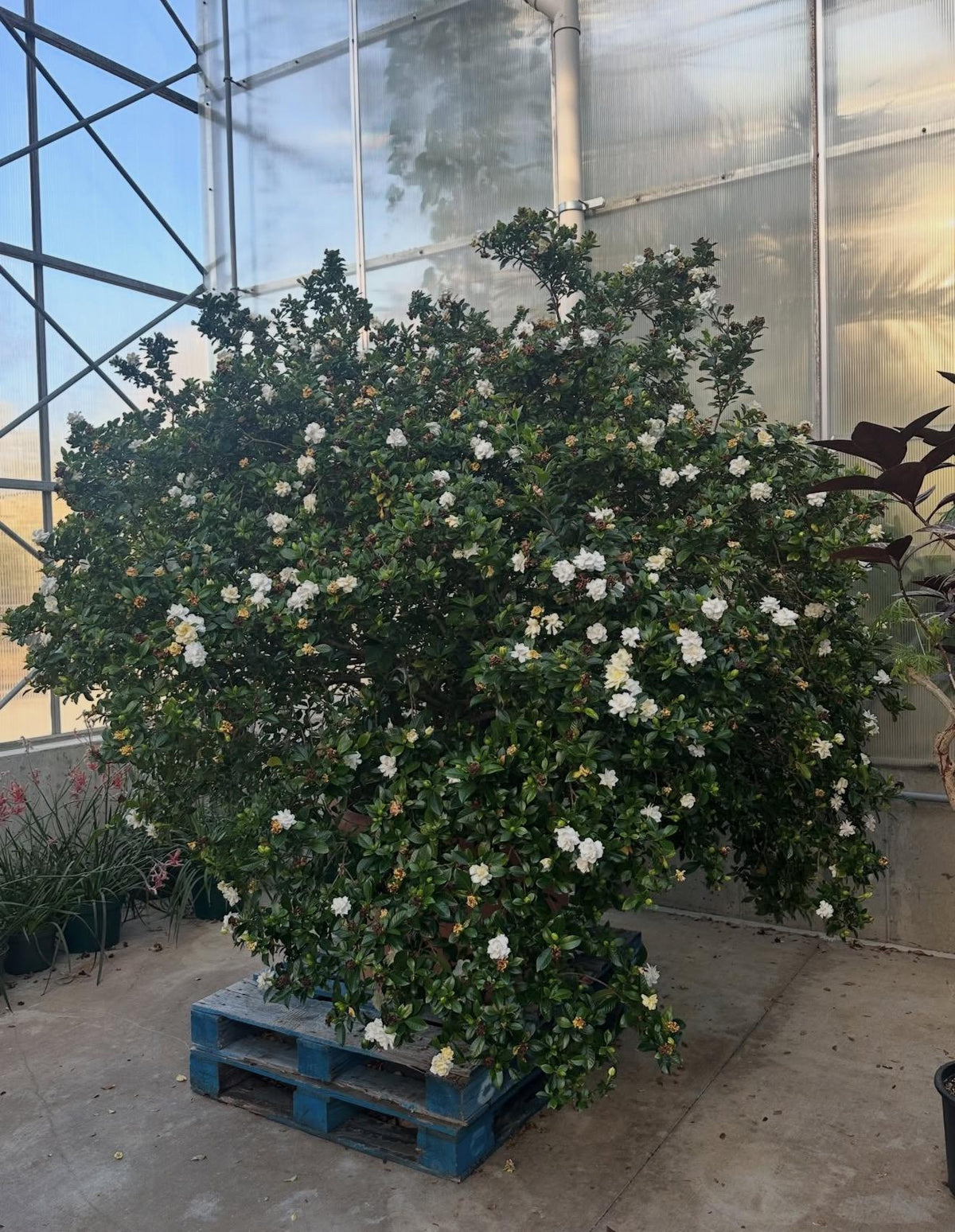 Gardenia ‘Frostproof (Super Fragrant!) - LARGE 1 Gallon Live Plants