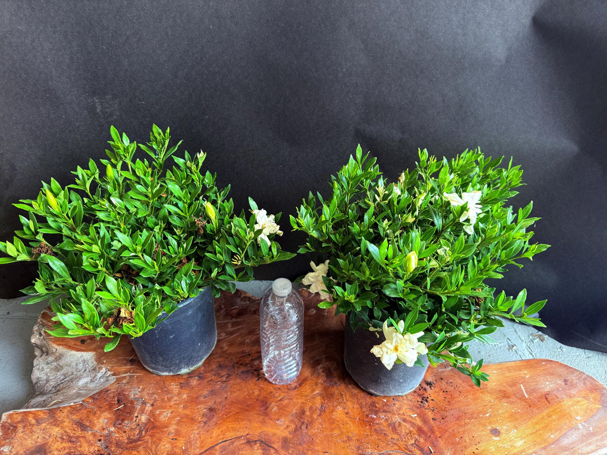 Gardenia ‘Frostproof (Super Fragrant!) - LARGE 1 Gallon Live Plants