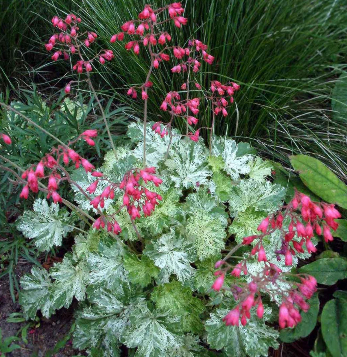 Snow Angel Heuchera - Variegated Leaves - Live Established Plants