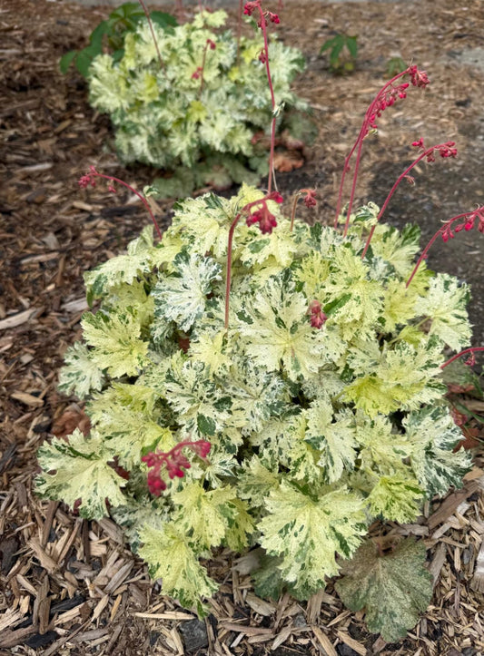 Snow Angel Heuchera - Variegated Leaves - Live Established Plants