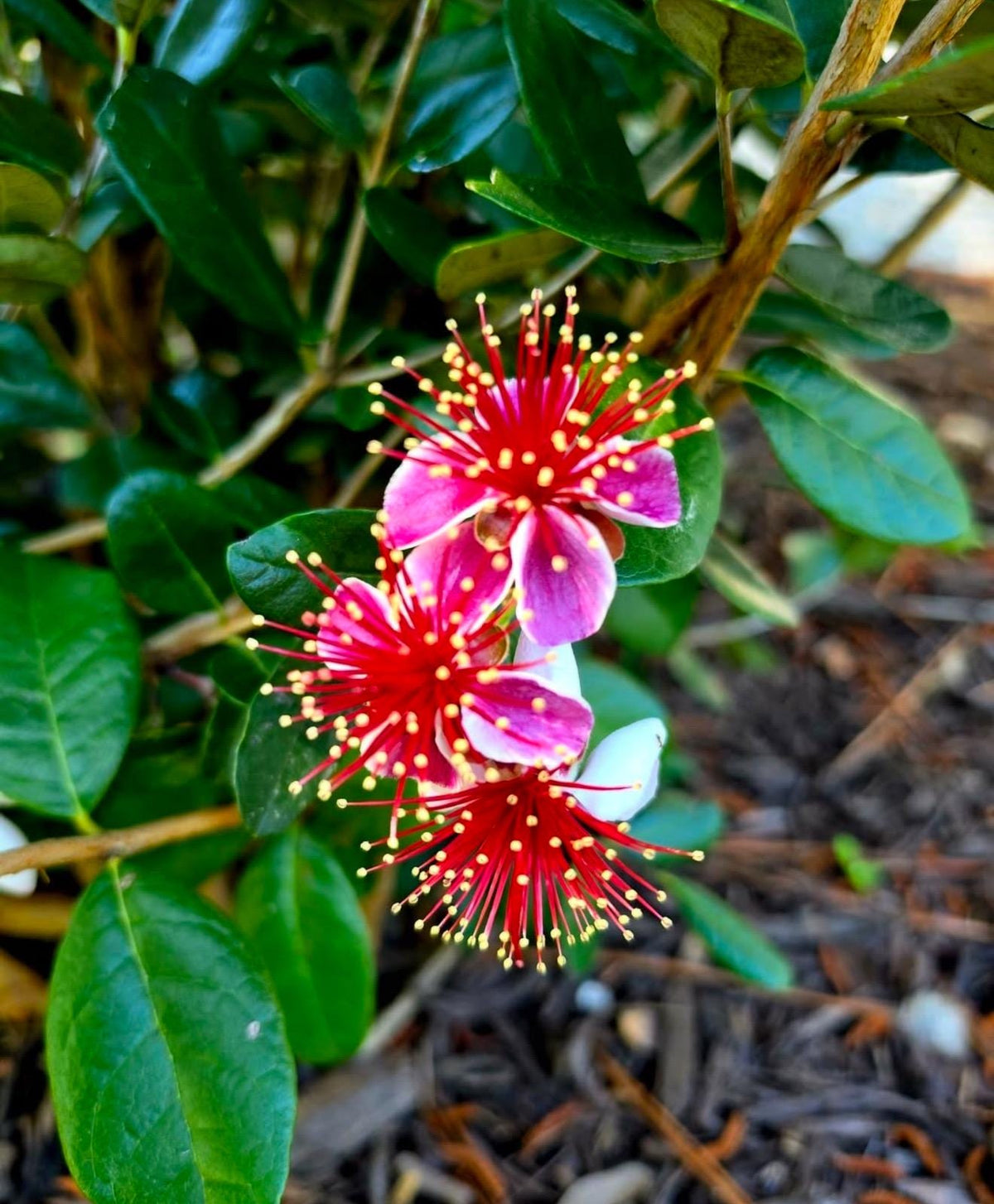 Guava ‘Pineapple | Fruit Tree | Live Large Plants 1  Gallon