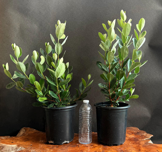 Guava ‘Pineapple | Fruit Tree | Live Large Plants 1  Gallon